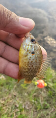 red ear sunfish in hand
