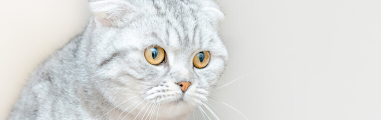 A cute cat at a vet clinic.Scottish breed cat at veterinary office.Banner,advertisement.Close-up.Copy space.