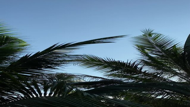 Movement of coconut fronds and blue sky in the background.