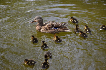 Entenfamilie schwimmt auf einem Teich
