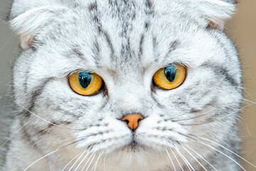 Naklejka na ściany i meble A cute fluffy gray beautiful cat,scottish fold breed.closeup portrait.