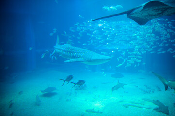水族館の魚たち