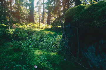 dark mysterious forest with moss and pine trees. Exploing the woods.