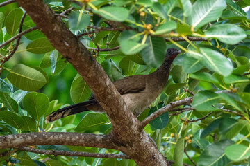 Grey-headed Chachalaca - Ortalis cinereiceps, special ancient bird from Central and Latin America woodlands and forests, Volcán, Panama.