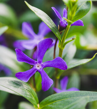 Beautiful close-up of a vinca herbacea flower