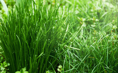 Green grass on a sunny day. Natural grass background