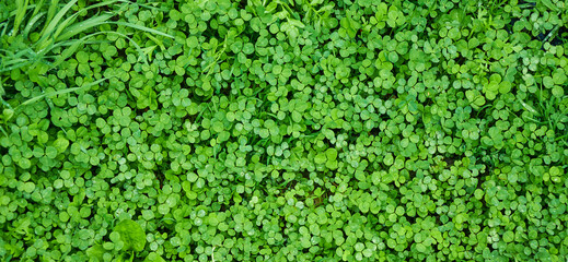 Clover view on top. Carpet of natural clover. Natural grass background. Green decorative grass for landscape design.