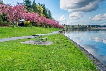 Fototapeta premium Lake Shoreline Cherry Blossoms 7