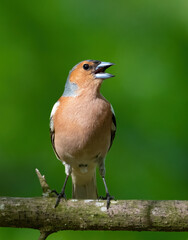 Common chaffinch, Fringilla coelebs. The male sits on a branch and sings with a beautiful background