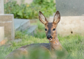 Reh liegt gemütlich in Wiese am Zentralfriedhof Wien