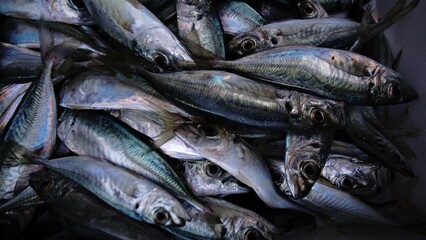 pure fresh fish as a background