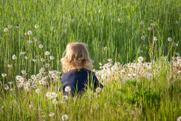 Kleines Mädchen mit blonden Haaren sitzt inmitten eines Feldes mit Löwenzahn