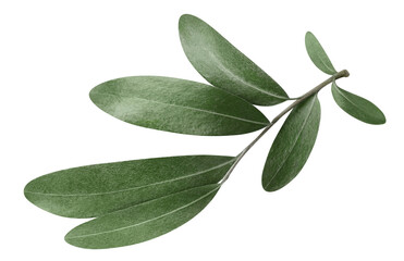 Olive branch, cut out