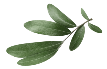 Olive branch, cut out