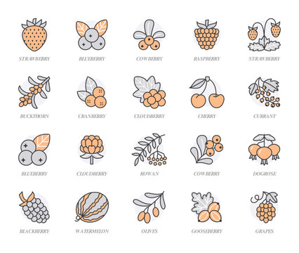 Forest berries flat line icons - blueberry, cranberry, strawberry, cherry, rowan berry, blackberry. Watermelon, grapes, olives illustrations for food store. Orange color. Editable Stroke