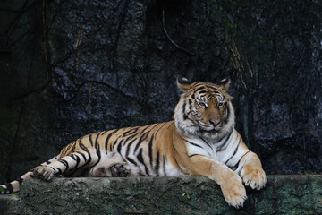 Fototapeta na wymiar Close up bengal tiger is beautiful animal and dangerous in forest