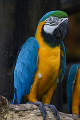 Close up the Blue and yellow macaw parrot bird in garden