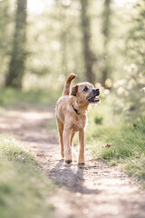 Dutch Smoushond puppy dog very cute and beige from colour in spring time with fresh green