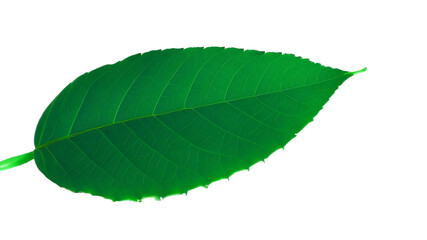 Obraz premium green leaf isolated on white background