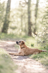 Dutch Smoushond puppy dog very cute and beige from colour in spring time with fresh green © PIC by Femke