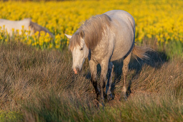 Camargue horses feeding in a swamp full of yellow irises.