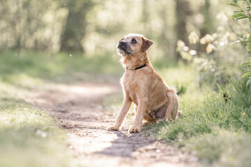 Dutch Smoushond puppy dog very cute and beige from colour in spring time with fresh green © PIC by Femke