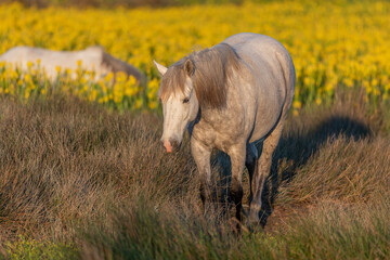 Camargue horses feeding in a swamp full of yellow irises.