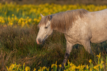 Camargue horse feeding in a swamp full of yellow irises.