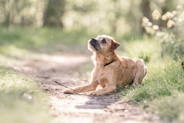 Dutch Smoushond puppy dog very cute and beige from colour in spring time with fresh green © PIC by Femke