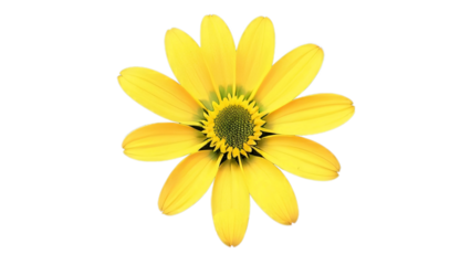 Yellow daisy flower isolated on white background.