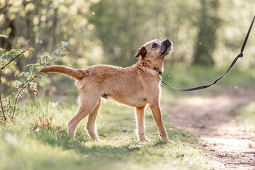 Dutch Smoushond puppy dog very cute and beige from colour in spring time with fresh green