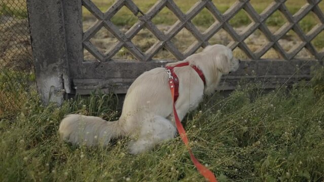 olden retriever pooping. Dog golden retriever pooping, golden retriever pooping in the park, near the fence, pooping on the grass. A light golden retriever on a leash poops on the grass. dog pooping