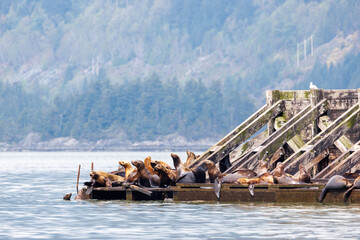 Stellar Sealions in sun, resting