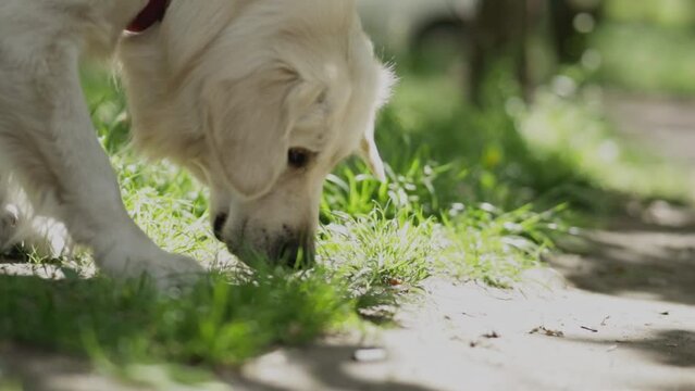 Golden retriever. Golden retriever sniffs green grass. Golden retriever sniffs green grass on a walk in the park. Golden Retriever sniffs the grass. Well-groomed beautiful golden retriever dog.