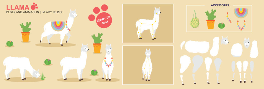 White Llama Alpaca cartoon character ready to rig for animation. Collection, set multiple poses, cute animal vector with accessories. Farm animals rig ready 