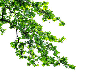 Green leaves and branches isolated on white background. Earth concept for design and decoration