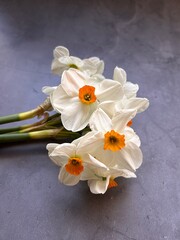a bunch of daffodils, white and yellow flowers, spring flowers, daffodils on a gray background, cut flowers
