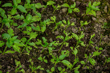 pepper seedlings are eaten by bugs.