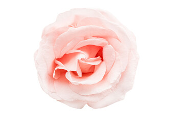 beautiful open soft pink rose blossom isolated on white background