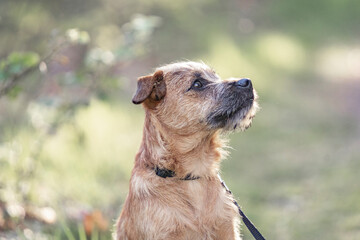 Dutch Smoushond puppy dog very cute and beige from colour in spring time with fresh green