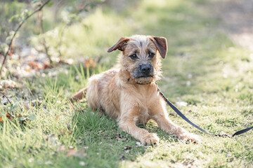 Dutch Smoushond puppy dog very cute and beige from colour in spring time with fresh green