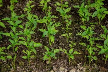 pepper seedlings are eaten by bugs.