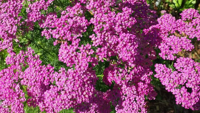 Achillea millefolium, yarrow or common yarrow, is a flowering plant in the family Asteraceae. Old man's pepper, devil's nettle, sanguinary, milfoil, soldier's woundwort and thousand seal. Pink