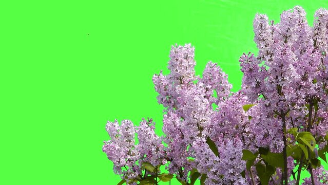 lilac flowers on a green screen