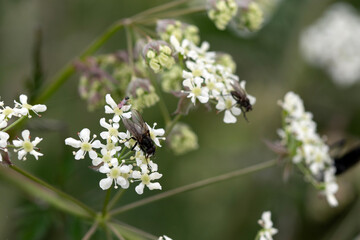 Close up of cow parsley with two flies