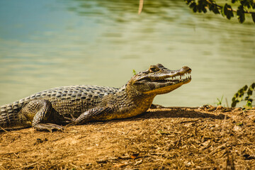 O jacaré-do-pantanal ou jacaré-do-paraguai (nome científico: Caiman yacare) The yacare caiman crocodile Family: Alligatoridae in Pantanal jungle Brazil - obrazy, fototapety, plakaty