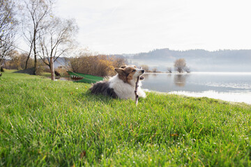 Cute Australian Shepherd dog playing with a stick in the park outdoors.