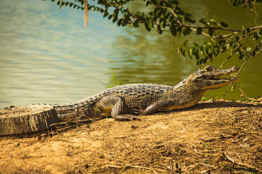 O jacar&eacute;-do-pantanal ou jacar&eacute;-do-paraguai (nome cient&iacute;fico: Caiman yacare) The yacare caiman crocodile Family: Alligatoridae in Pantanal jungle Brazil