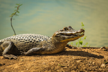 O jacaré-do-pantanal ou jacaré-do-paraguai (nome científico: Caiman yacare) The yacare caiman...