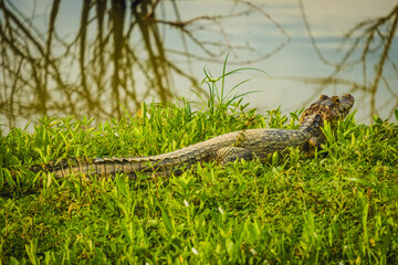 The yacare caiman crocodile Family: Alligatoridae in Pantanal jungle Brazil